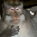 monkey_macaque_balinese_mf_ubud_v_0382_bal0383.jpg